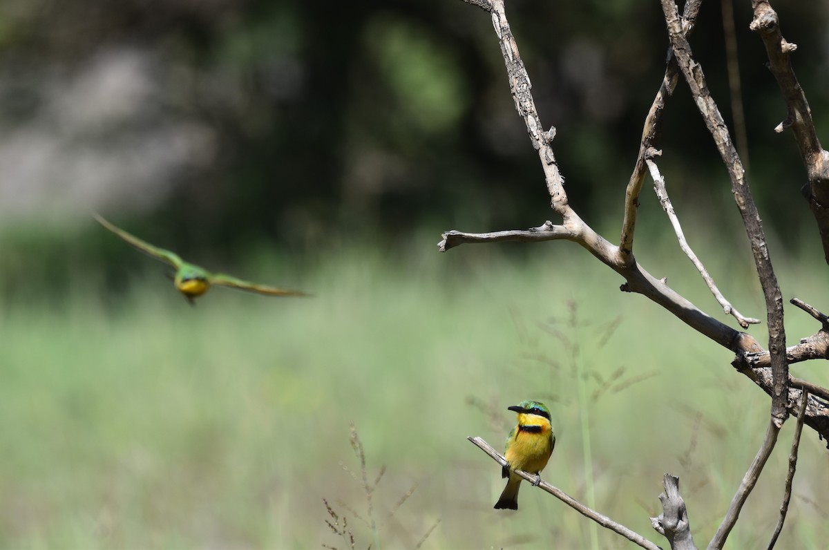 Little Bee-eater - Chris Kieu