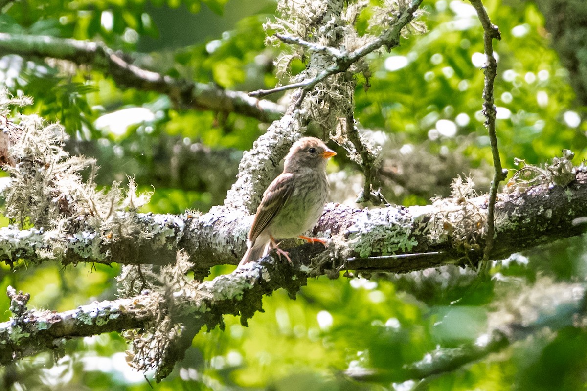 Field Sparrow - ML619390269