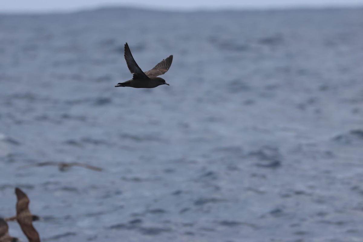 Short-tailed Shearwater - Chi-Hsuan Shao