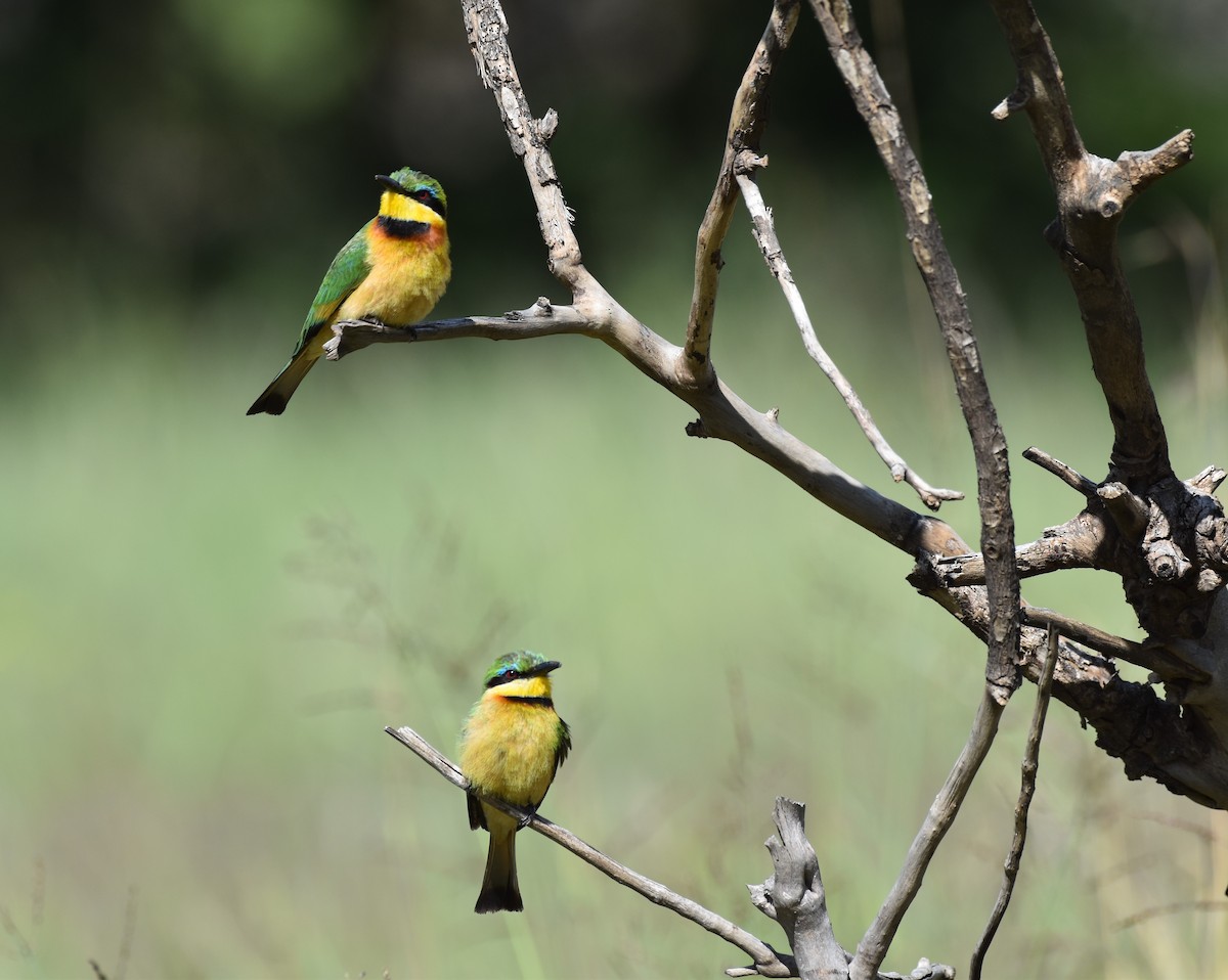 Little Bee-eater - Chris Kieu