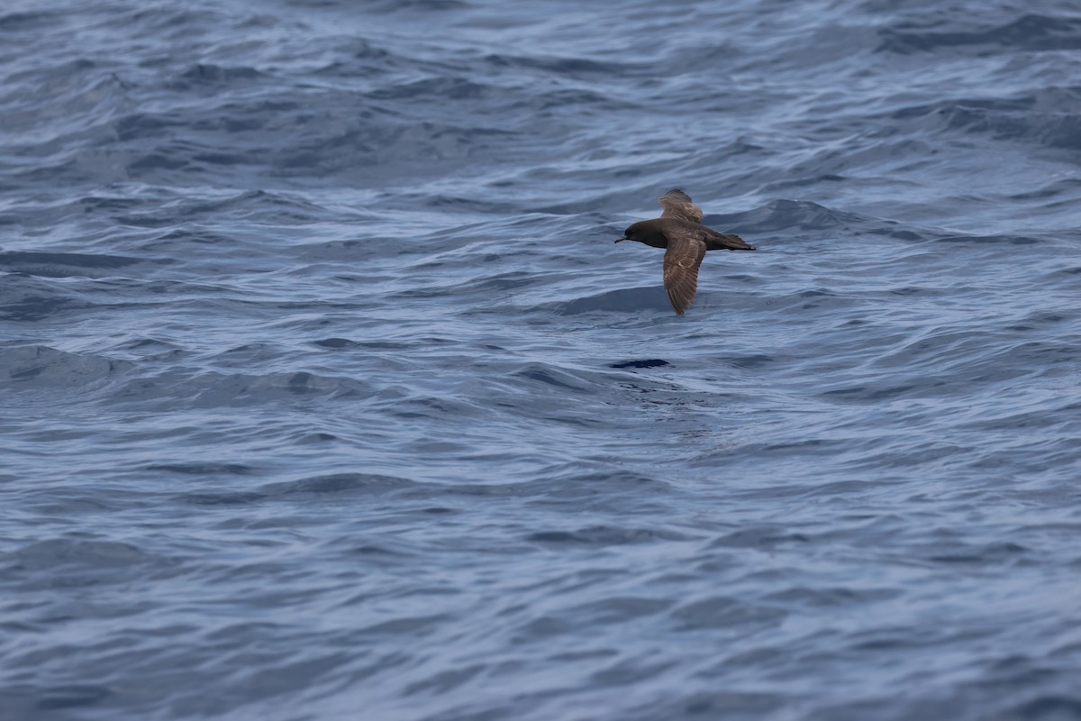 Short-tailed Shearwater - Chi-Hsuan Shao