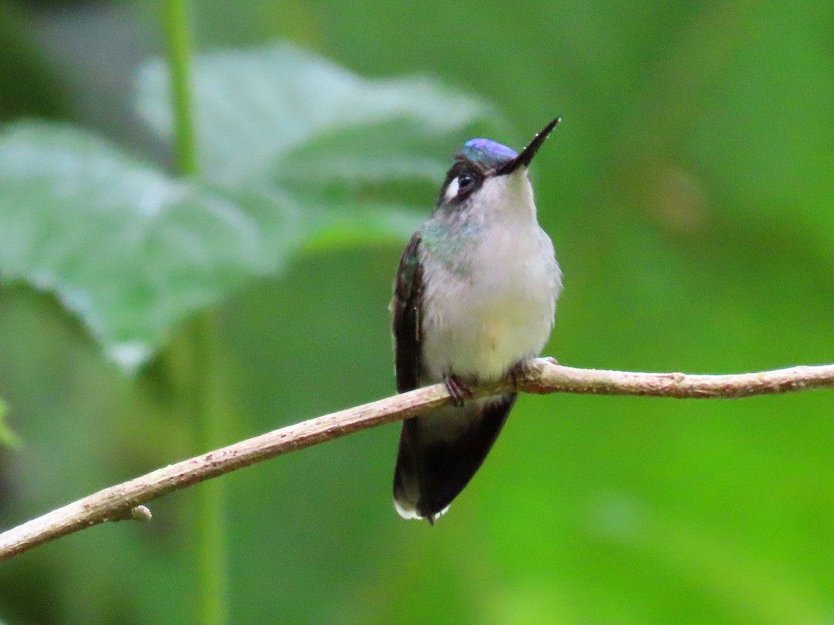 Violet-headed Hummingbird - Greg Vassilopoulos