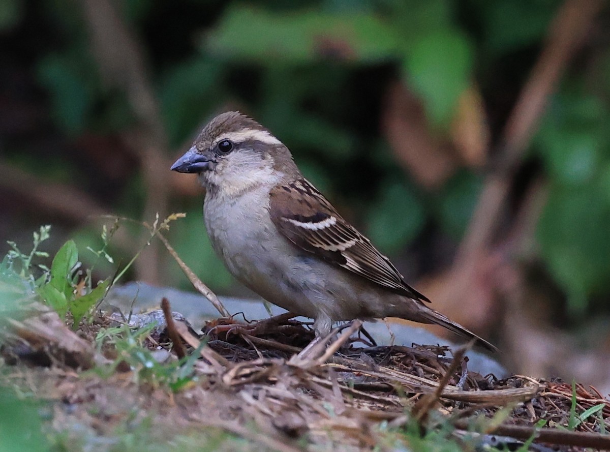 Russet Sparrow - Vijaya Lakshmi