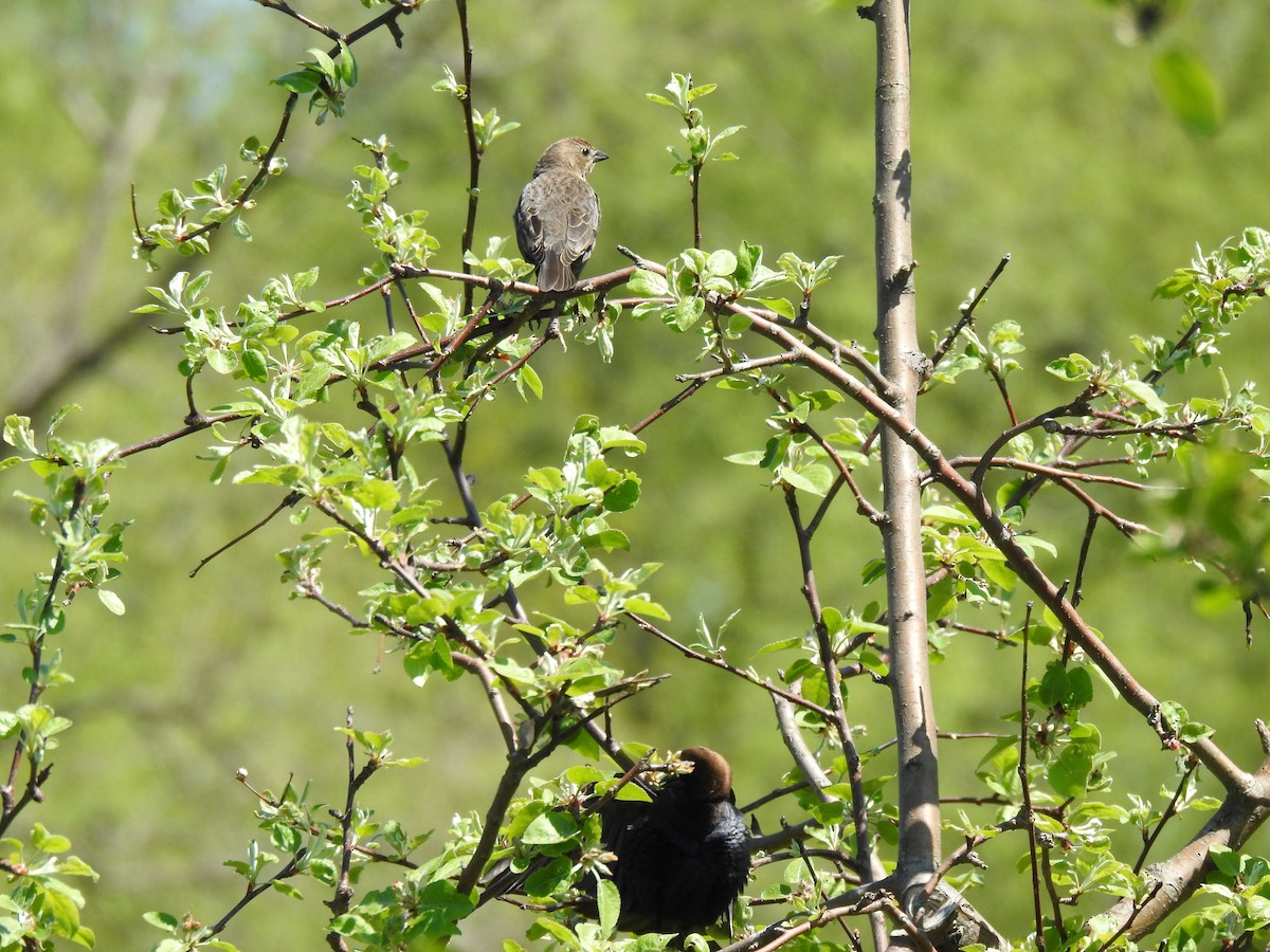 Brown-headed Cowbird - carol villeneuve