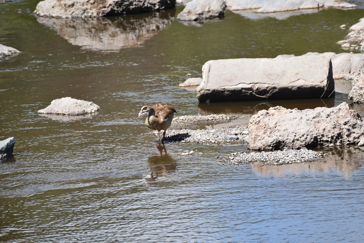 Egyptian Goose - Chris Kieu