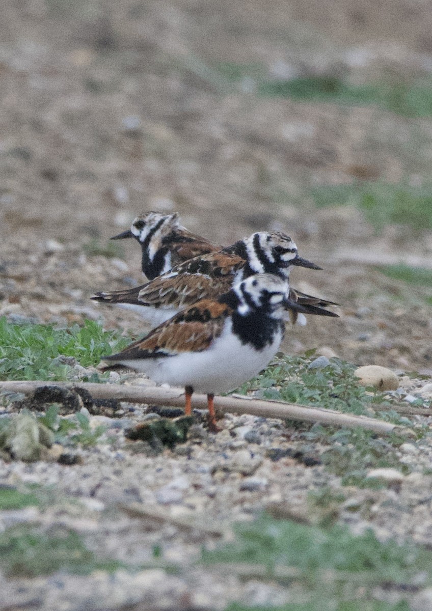 Ruddy Turnstone - Tim Ray