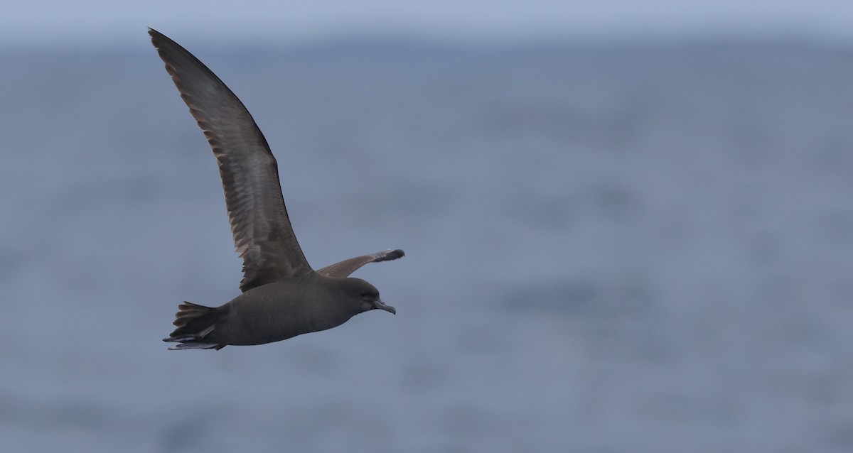 Short-tailed Shearwater - Chi-Hsuan Shao