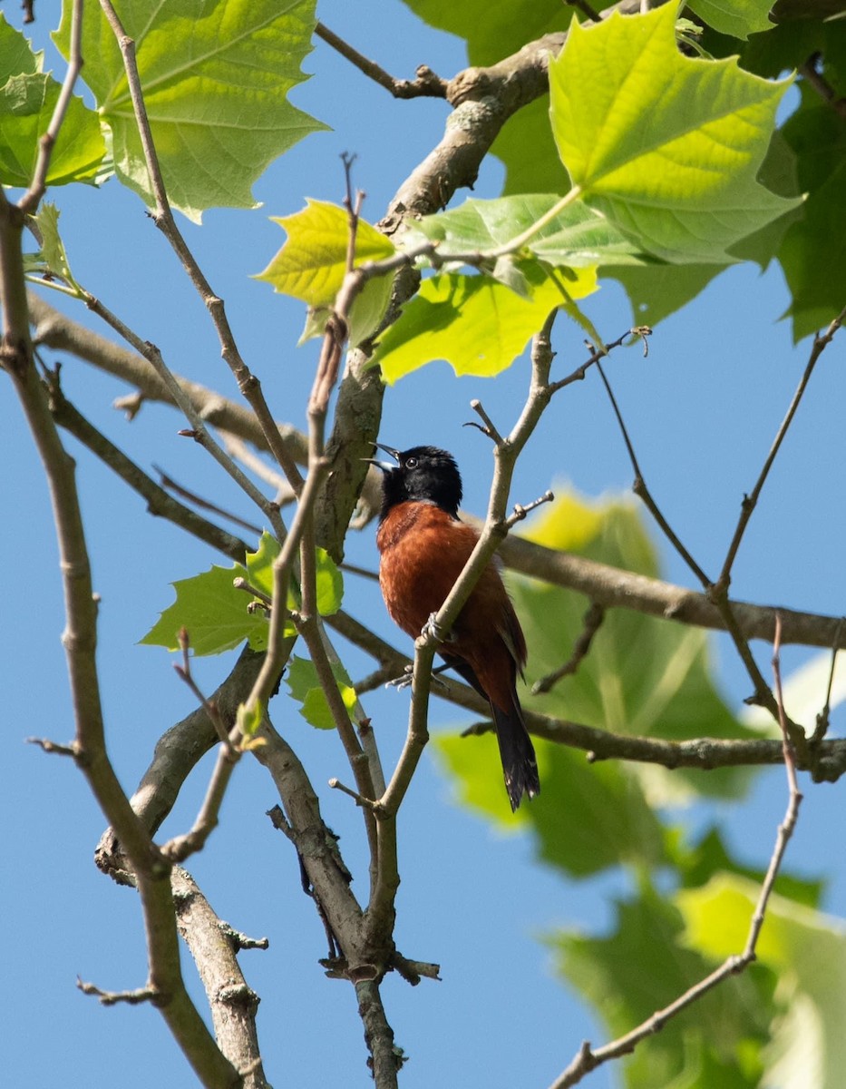 Orchard Oriole - Carolyn Symes