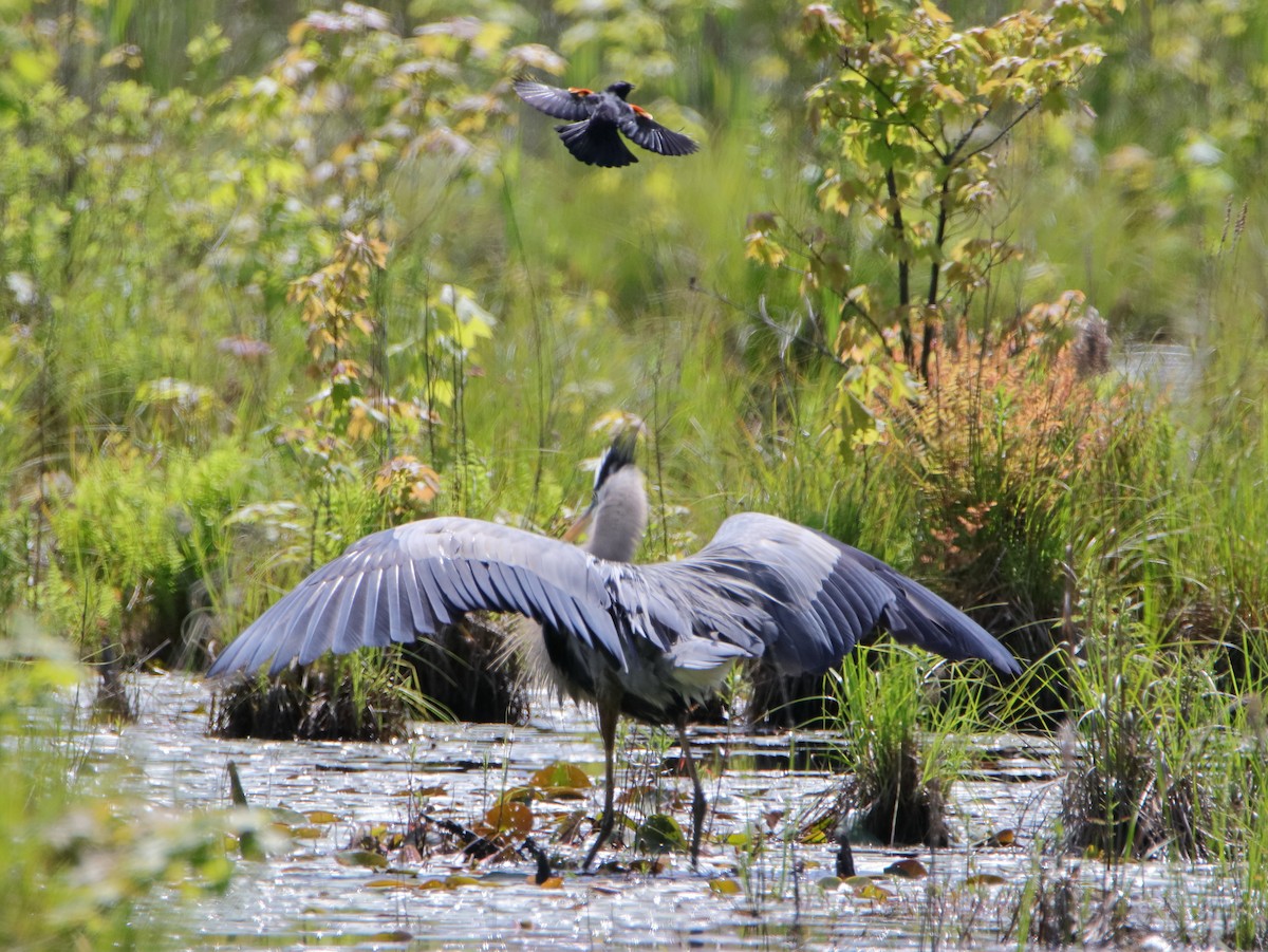 Great Blue Heron - Dani Siddle