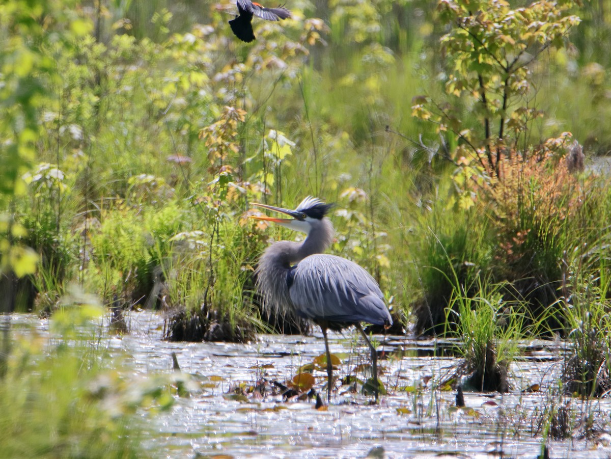 Great Blue Heron - Dani Siddle