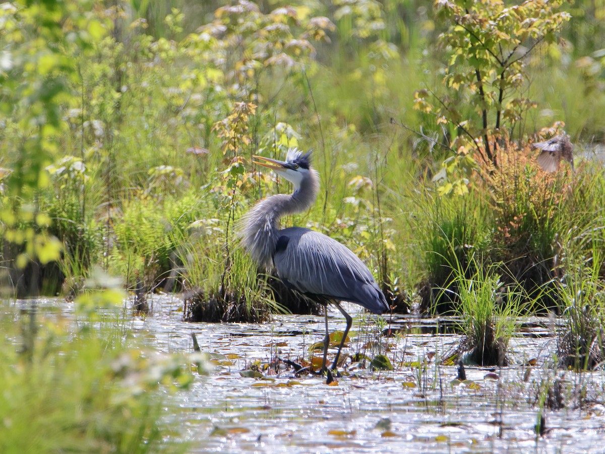 Great Blue Heron - Dani Siddle