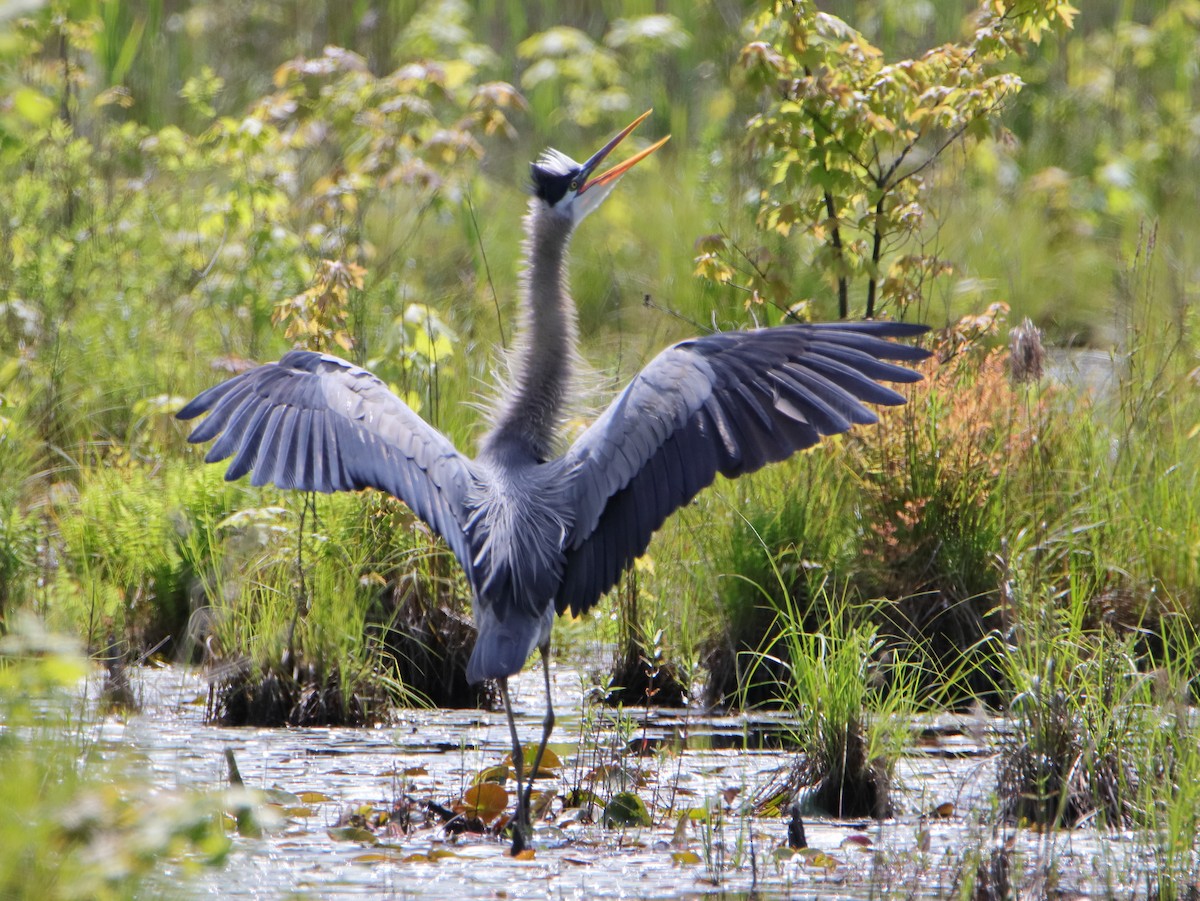 Great Blue Heron - Dani Siddle