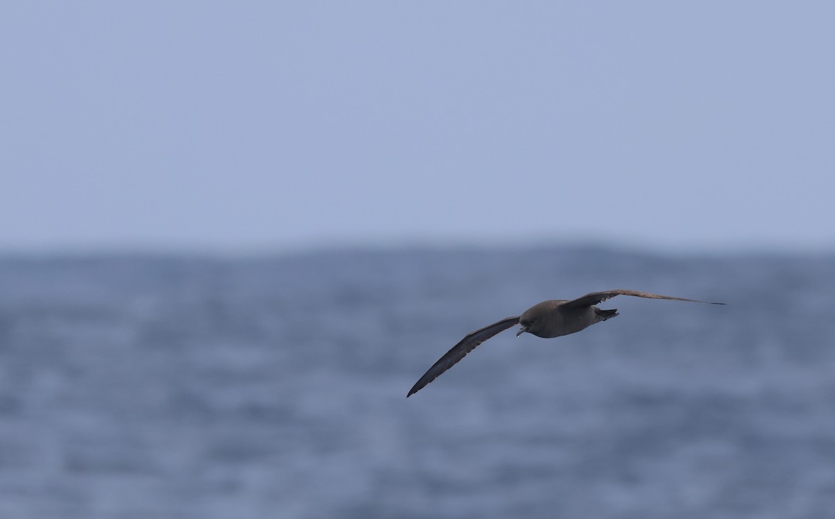 Short-tailed Shearwater - Chi-Hsuan Shao