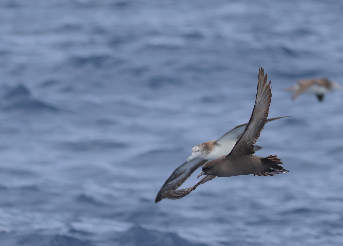 Short-tailed Shearwater - Chi-Hsuan Shao