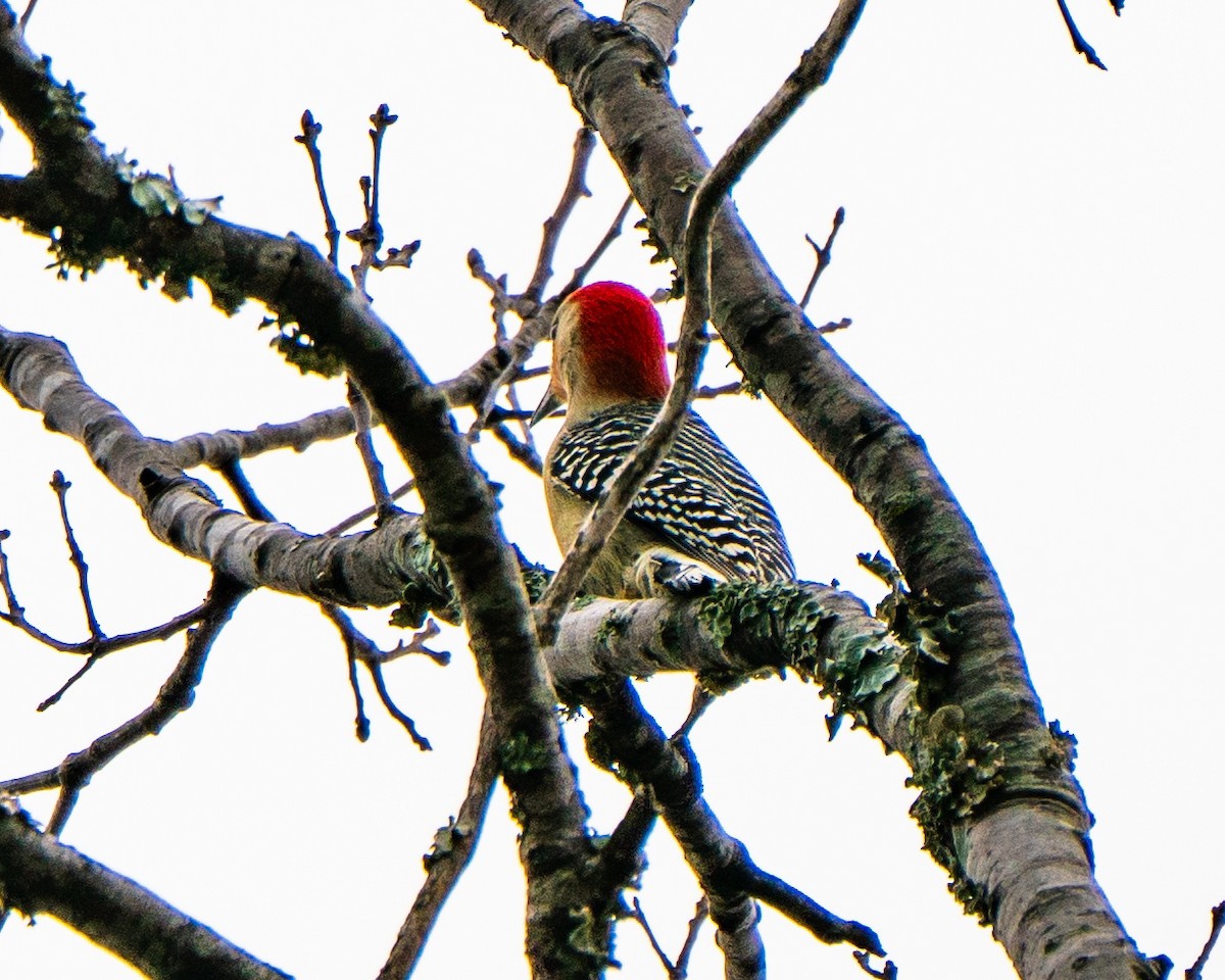 Red-bellied Woodpecker - Vimal Konduri