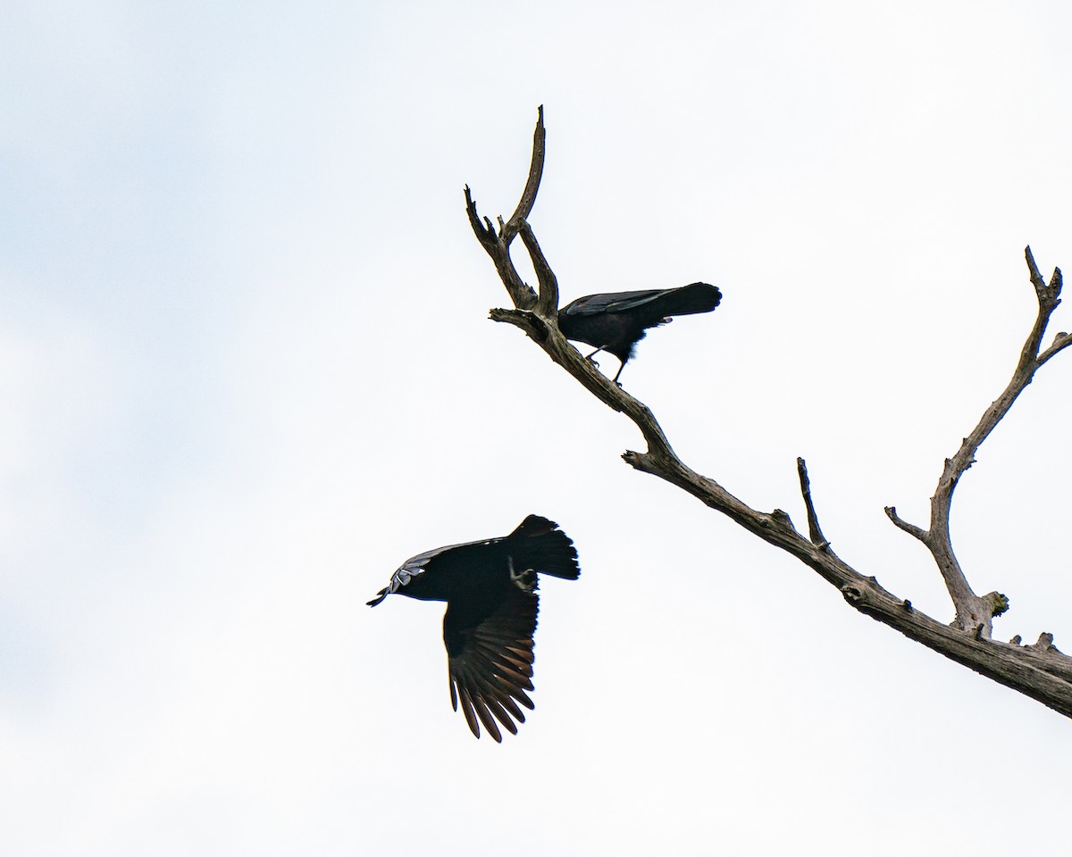 American Crow - Vimal Konduri