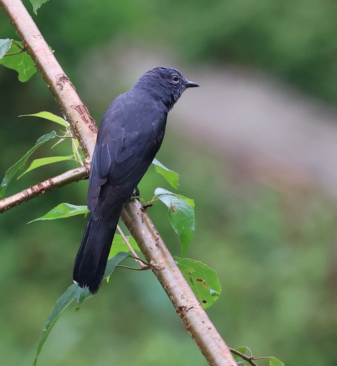 Black-winged Cuckooshrike - Vijaya Lakshmi