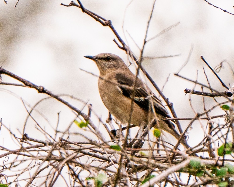 Northern Mockingbird - Vimal Konduri