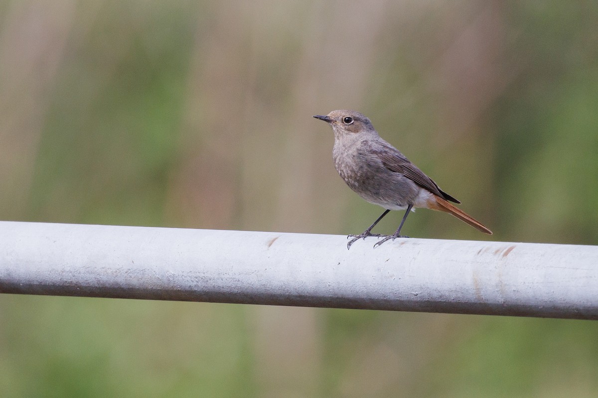 Black Redstart - ML619390372