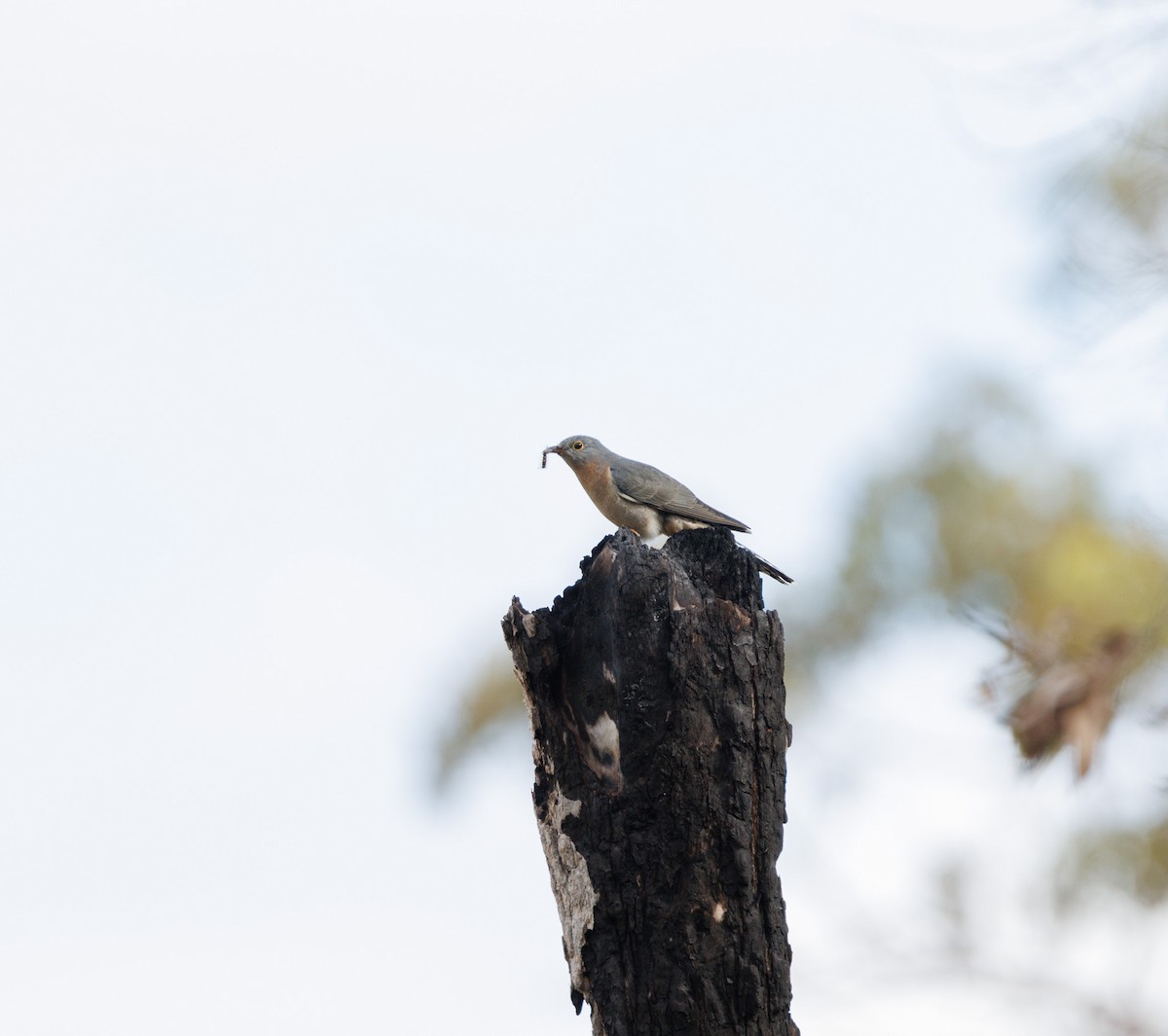 Fan-tailed Cuckoo - Luke sbeghen