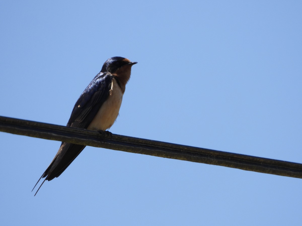 Barn Swallow - MIck Griffin
