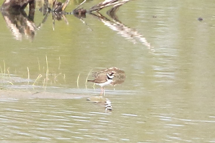 Semipalmated Plover - ML619390401