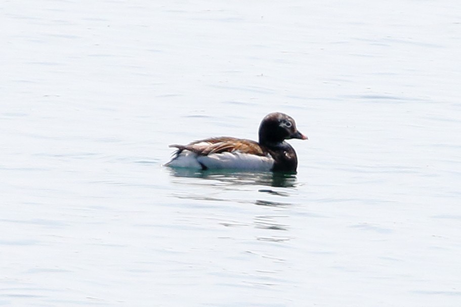 Long-tailed Duck - ML619390405