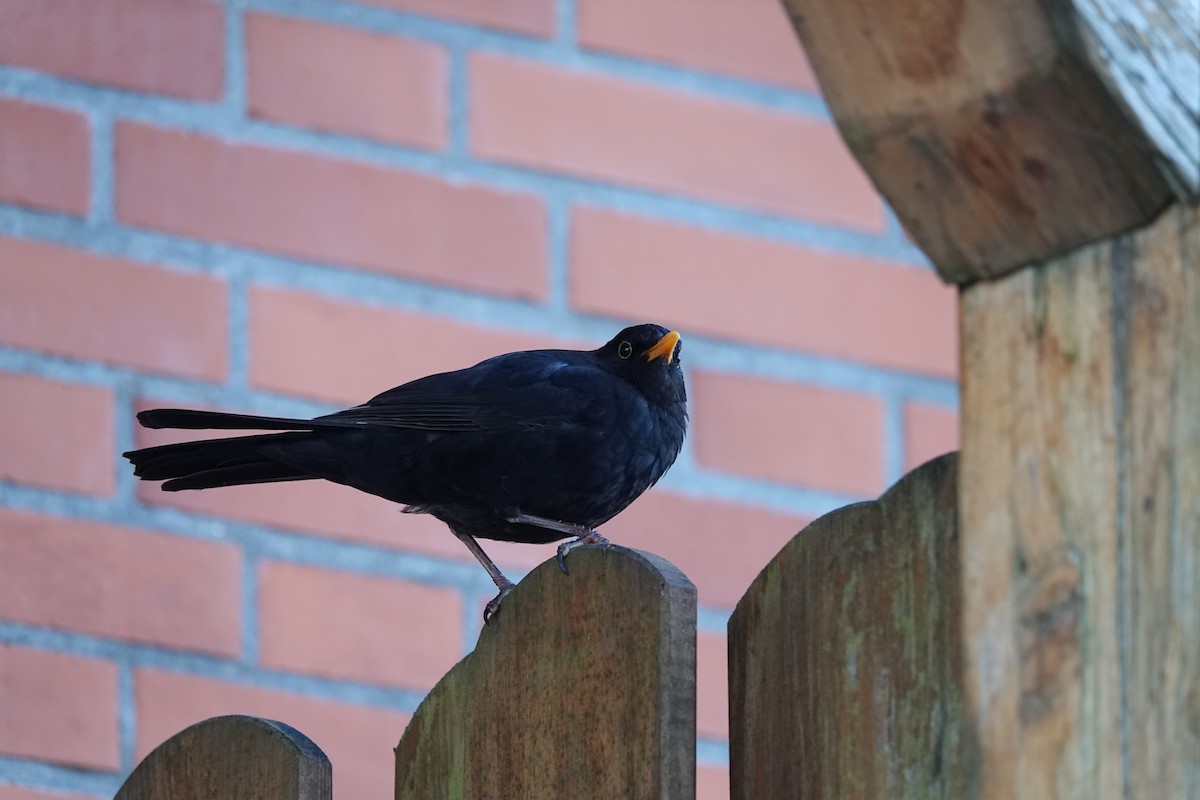 Eurasian Blackbird - ML619390407