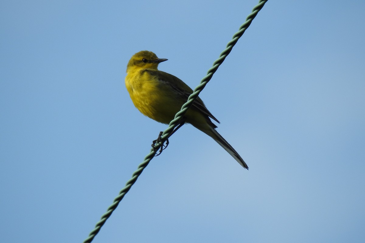Western Yellow Wagtail - Peter Hines