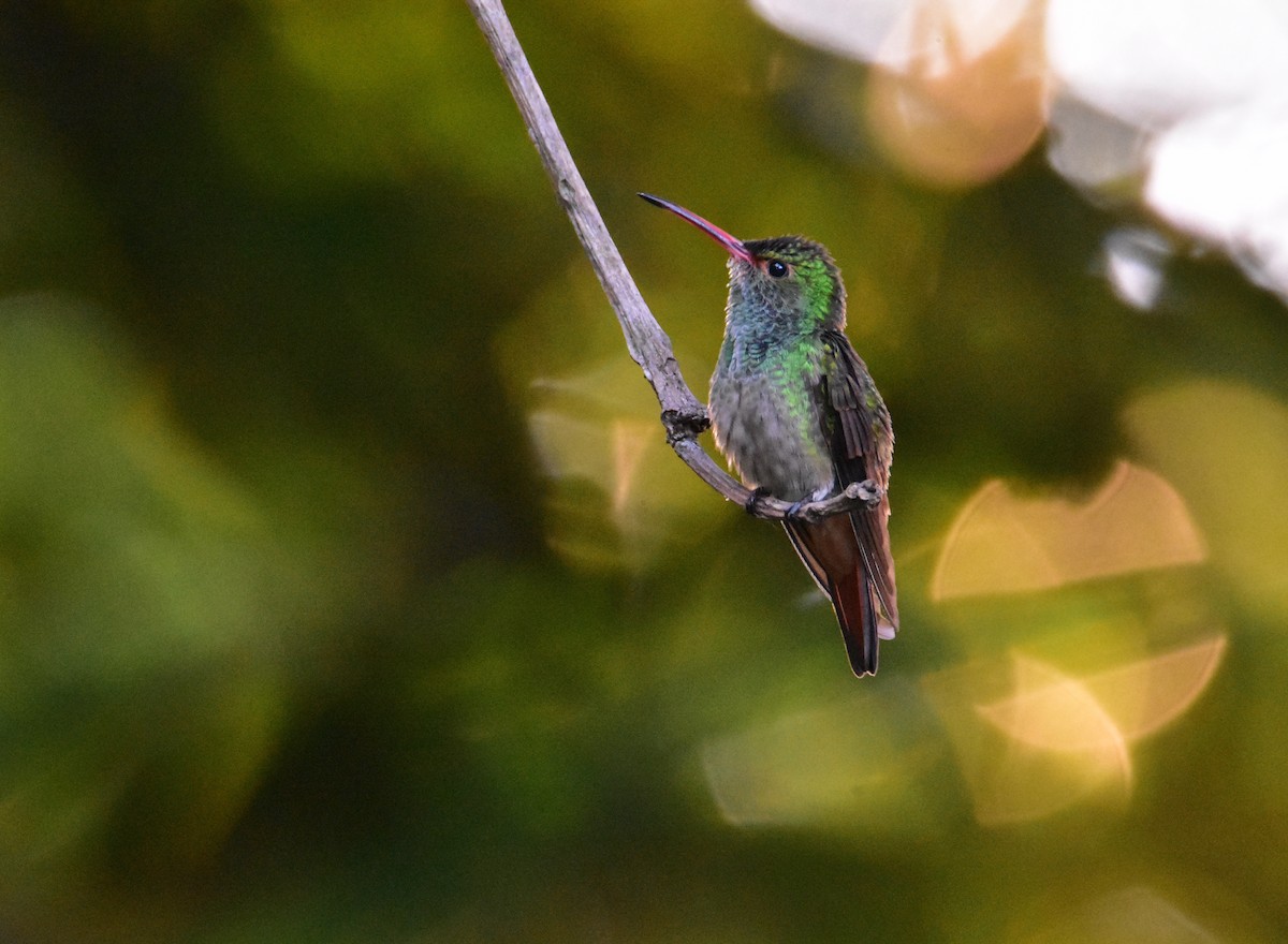 Rufous-tailed Hummingbird - Dean Hester