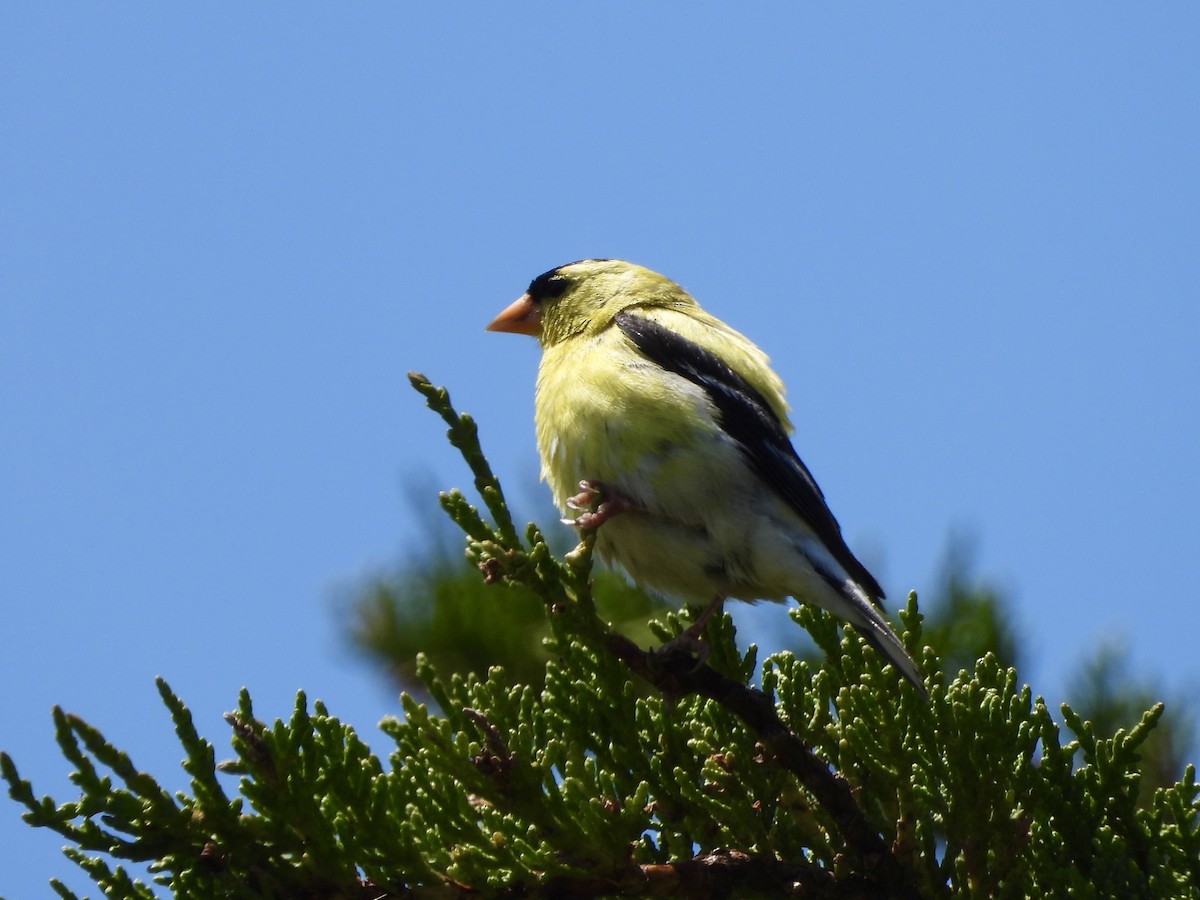 American Goldfinch - MIck Griffin
