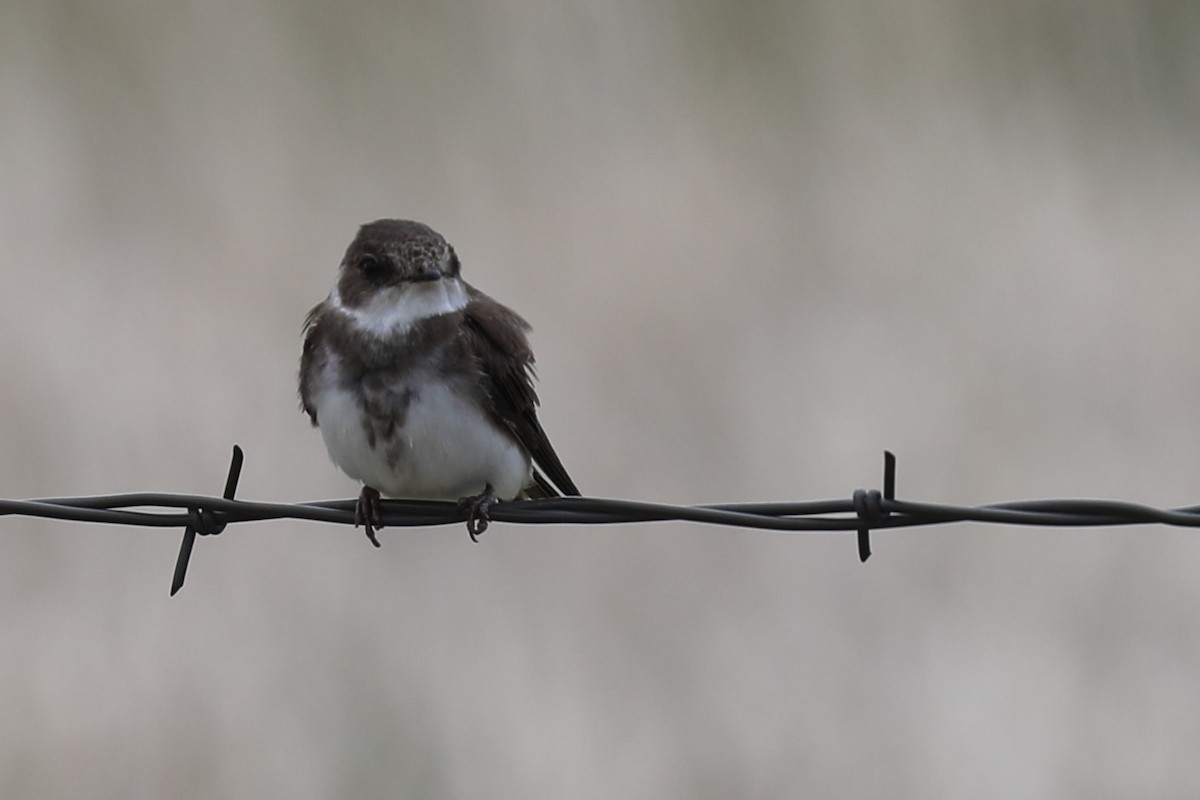 Bank Swallow - Grant Frost