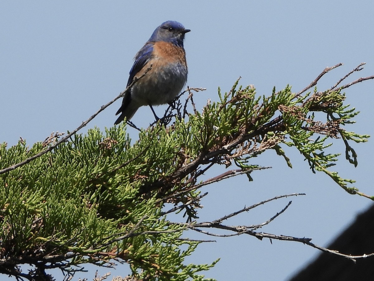 Western Bluebird - ML619390423