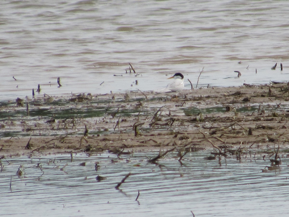 Least Tern - ML619390428