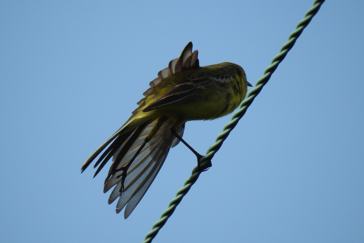 Western Yellow Wagtail - ML619390430