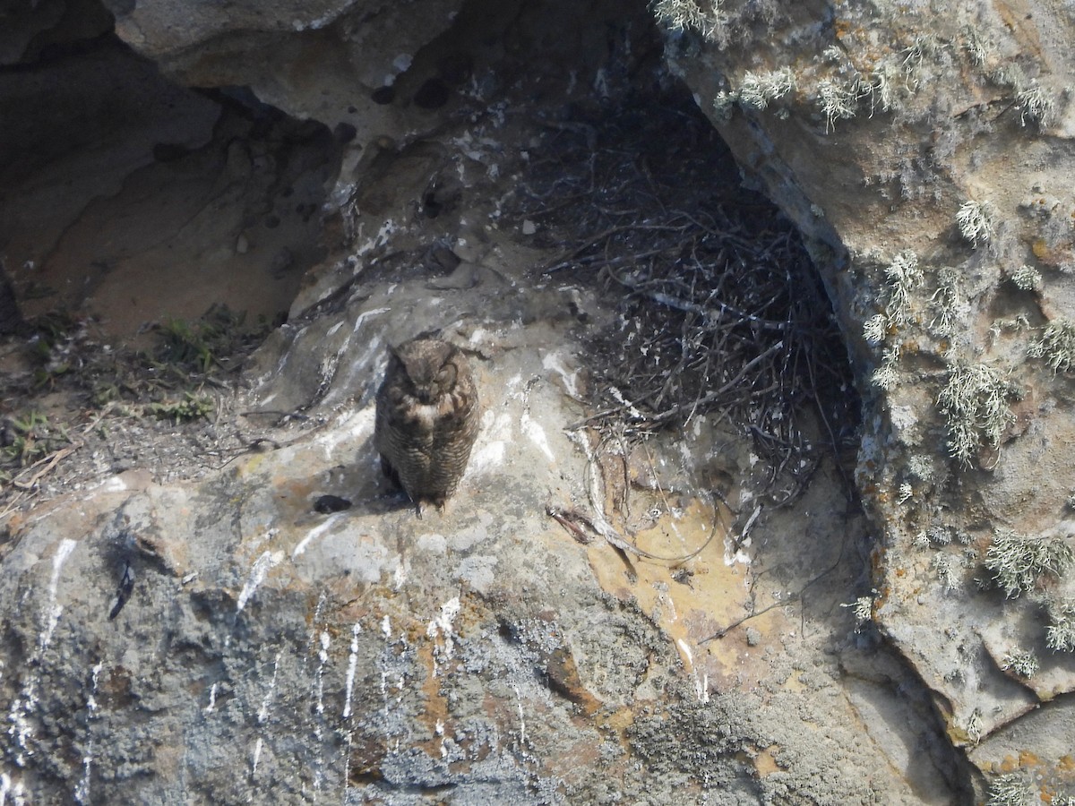 Great Horned Owl - MIck Griffin