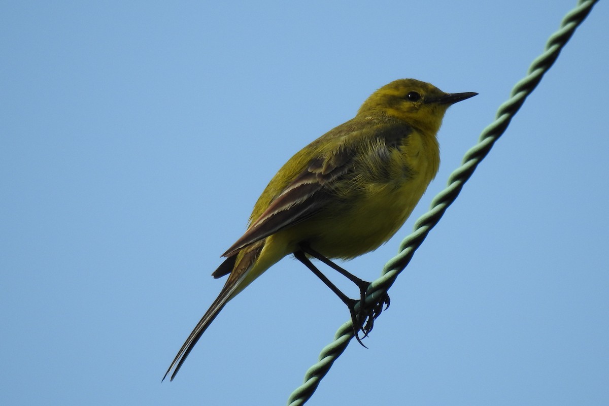 Western Yellow Wagtail - Peter Hines