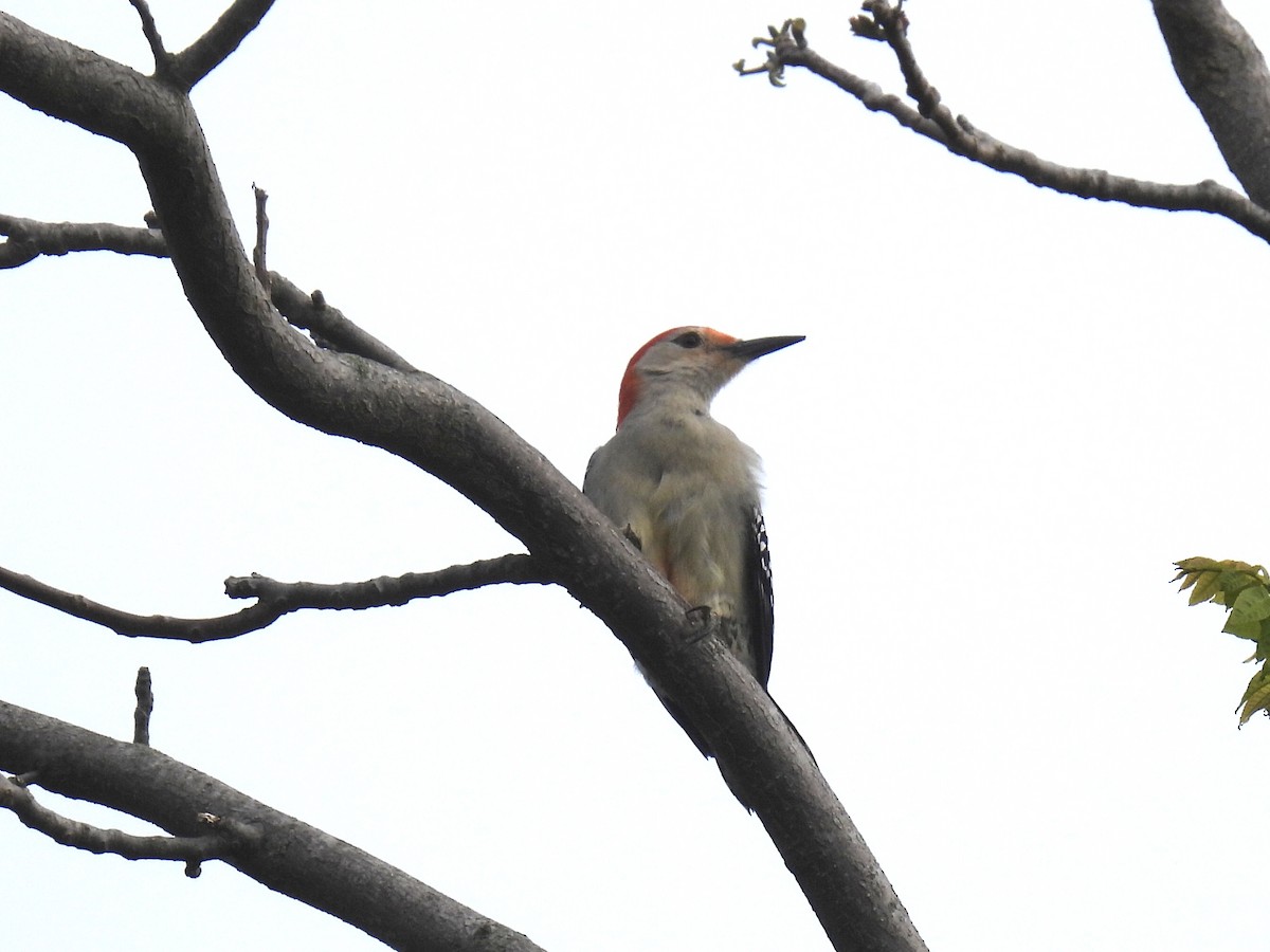 Red-bellied Woodpecker - ML619390446
