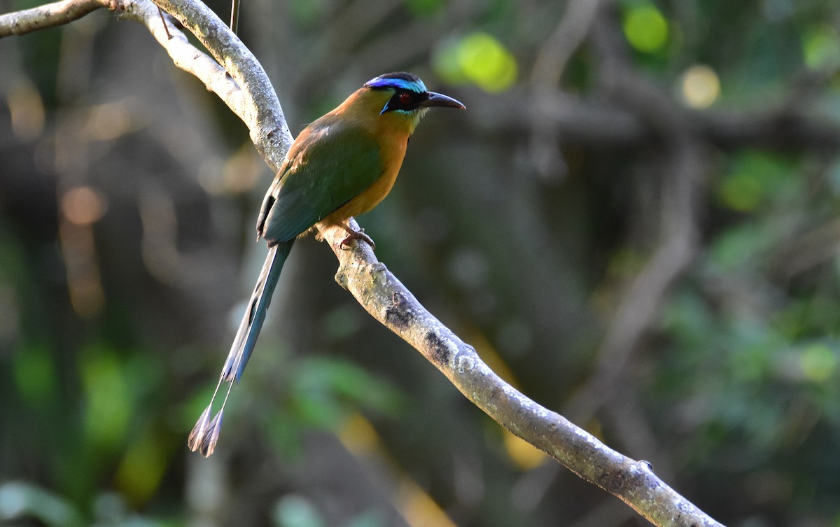 Diademmotmot - ML619390452