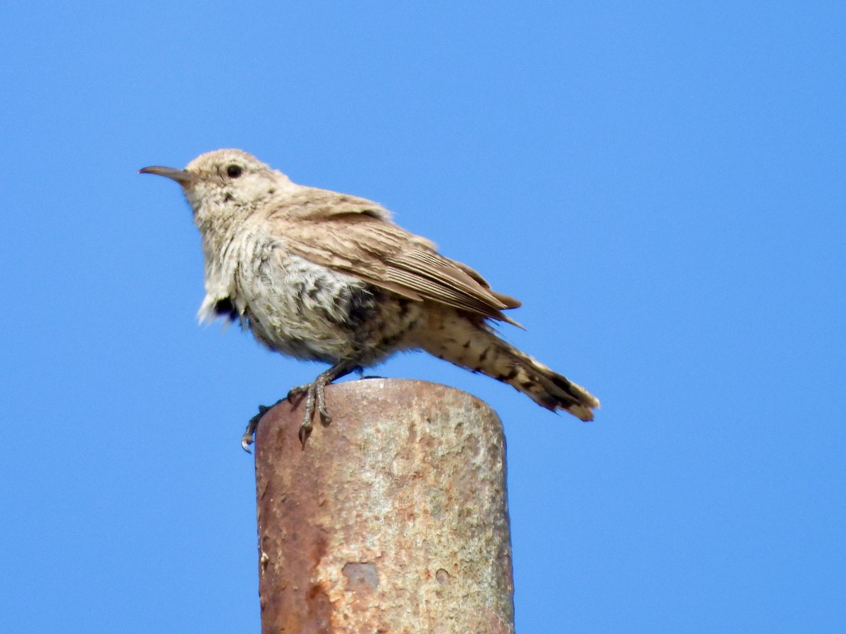 Rock Wren - MIck Griffin