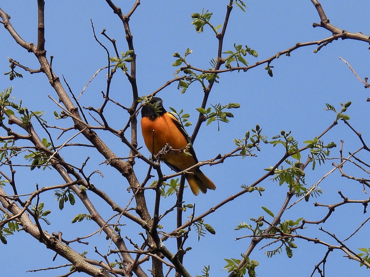 Baltimore Oriole - Brad Smith