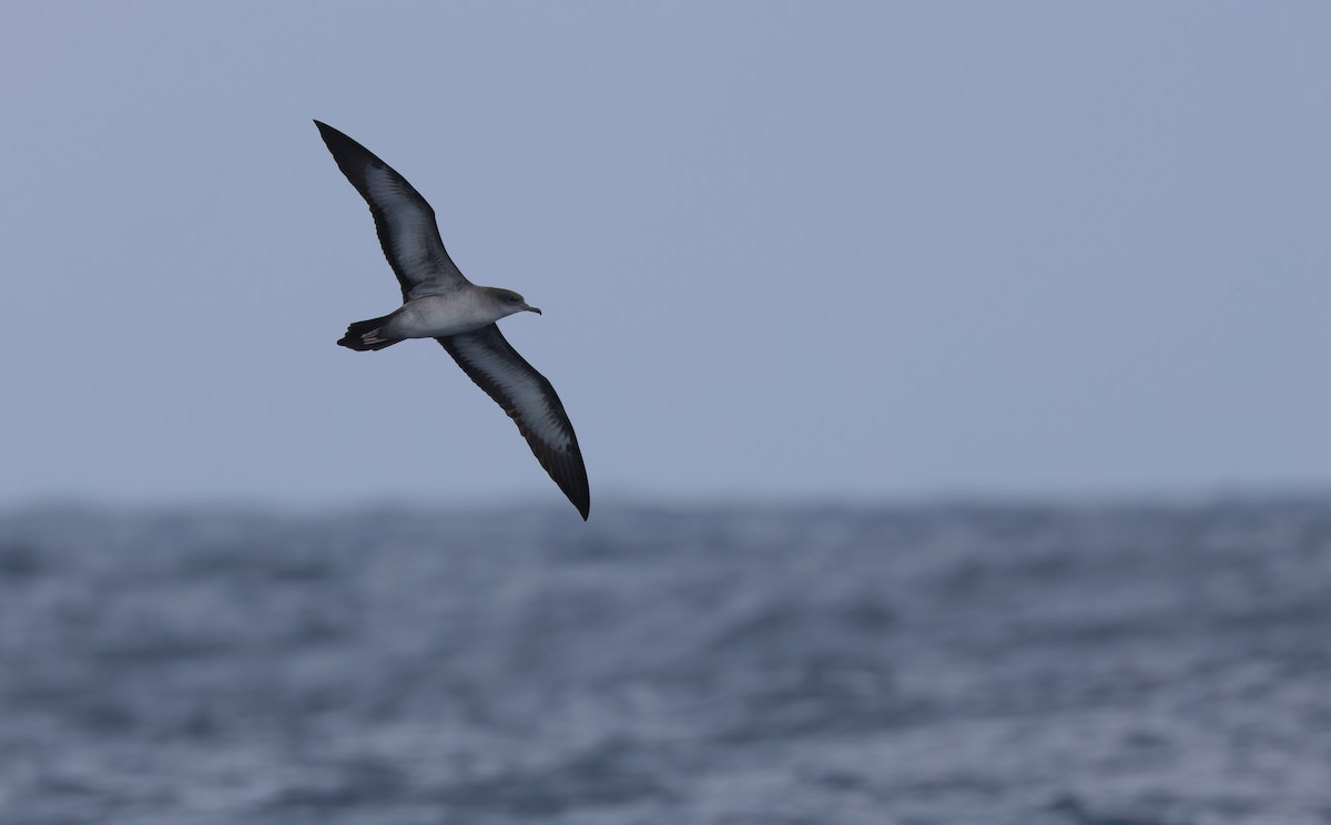 Wedge-tailed Shearwater - Chi-Hsuan Shao