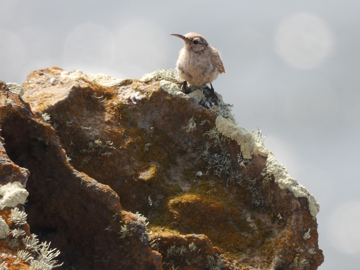 Rock Wren - MIck Griffin