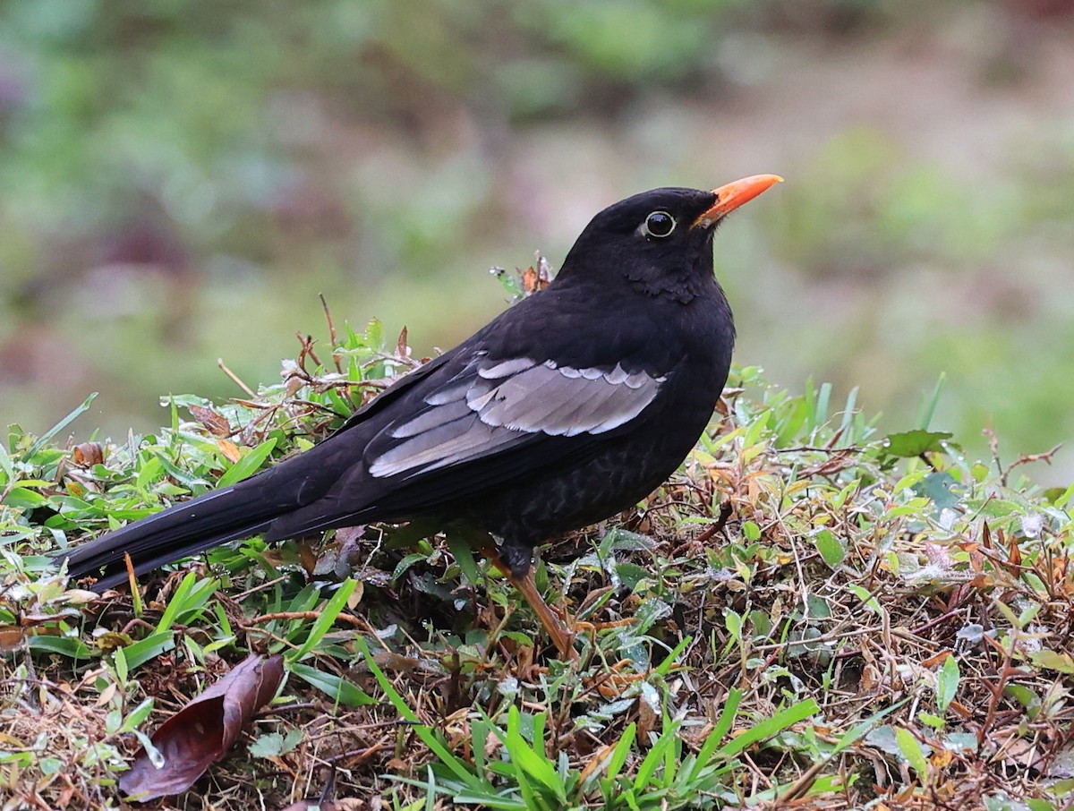 Gray-winged Blackbird - Vijaya Lakshmi