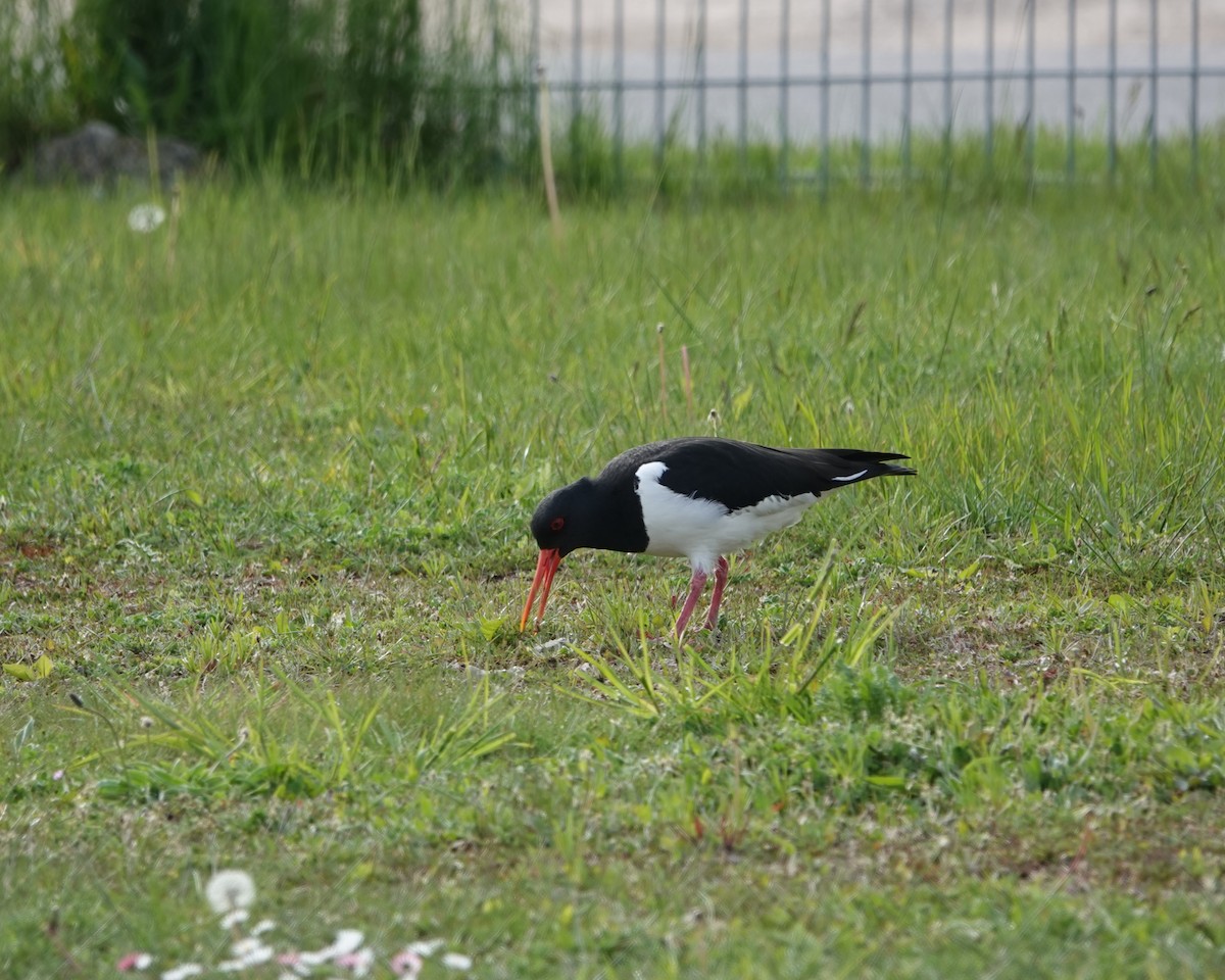 Eurasian Oystercatcher - ML619390494