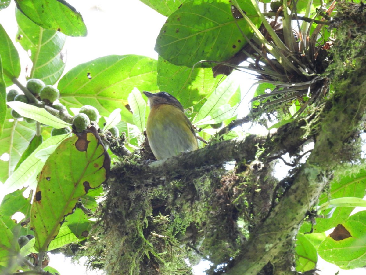 Common Chlorospingus - Eunice Benko @bahianaii