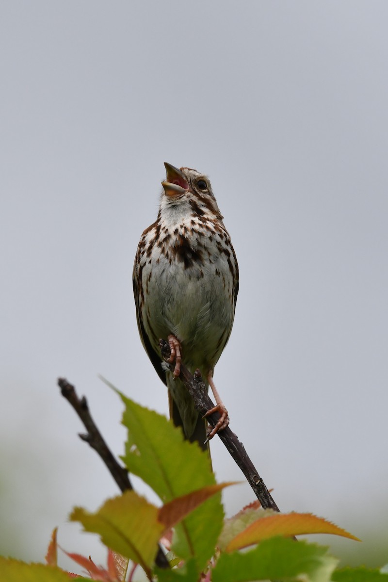 Song Sparrow (melodia/atlantica) - Silas Powell