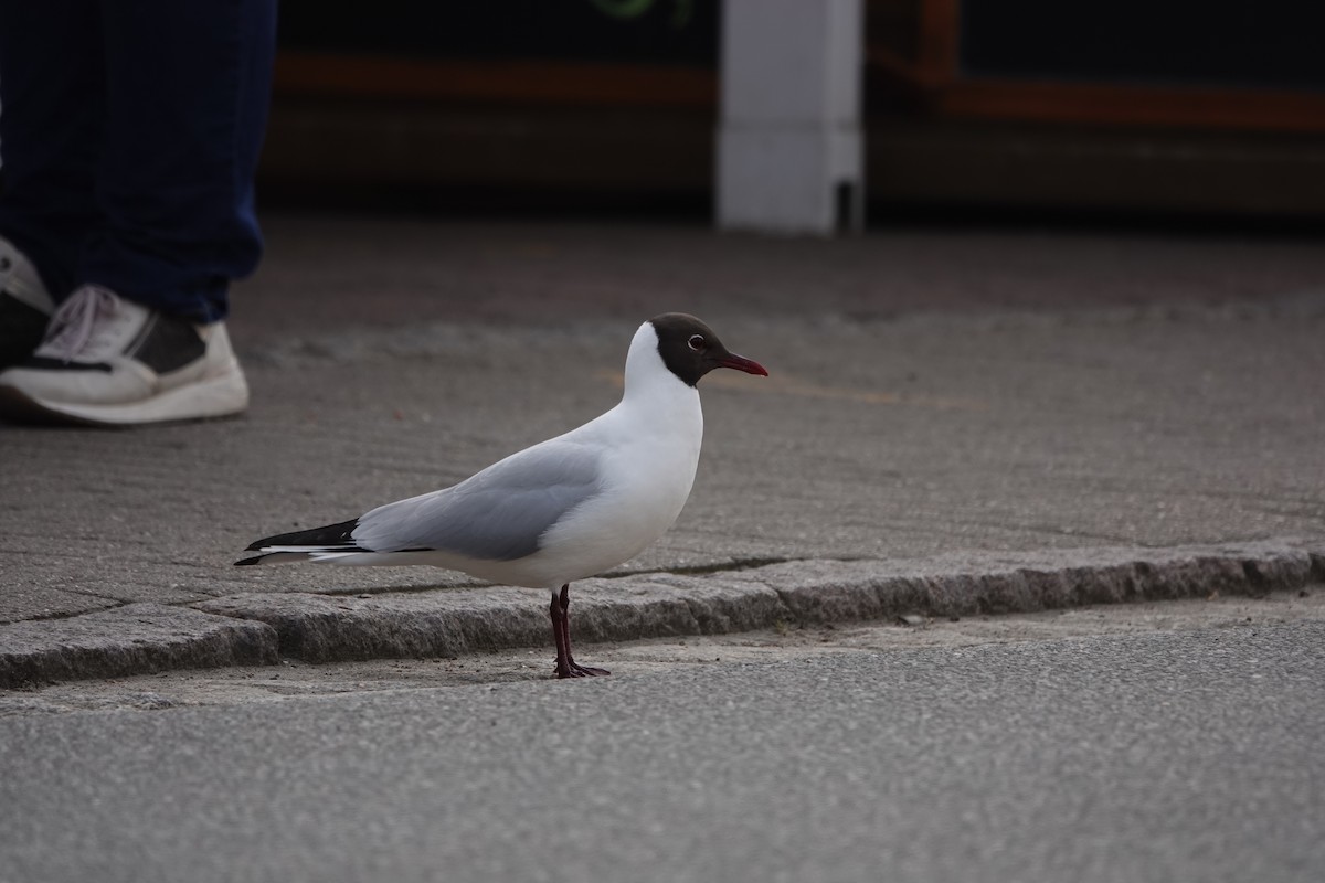 Black-headed Gull - ML619390501