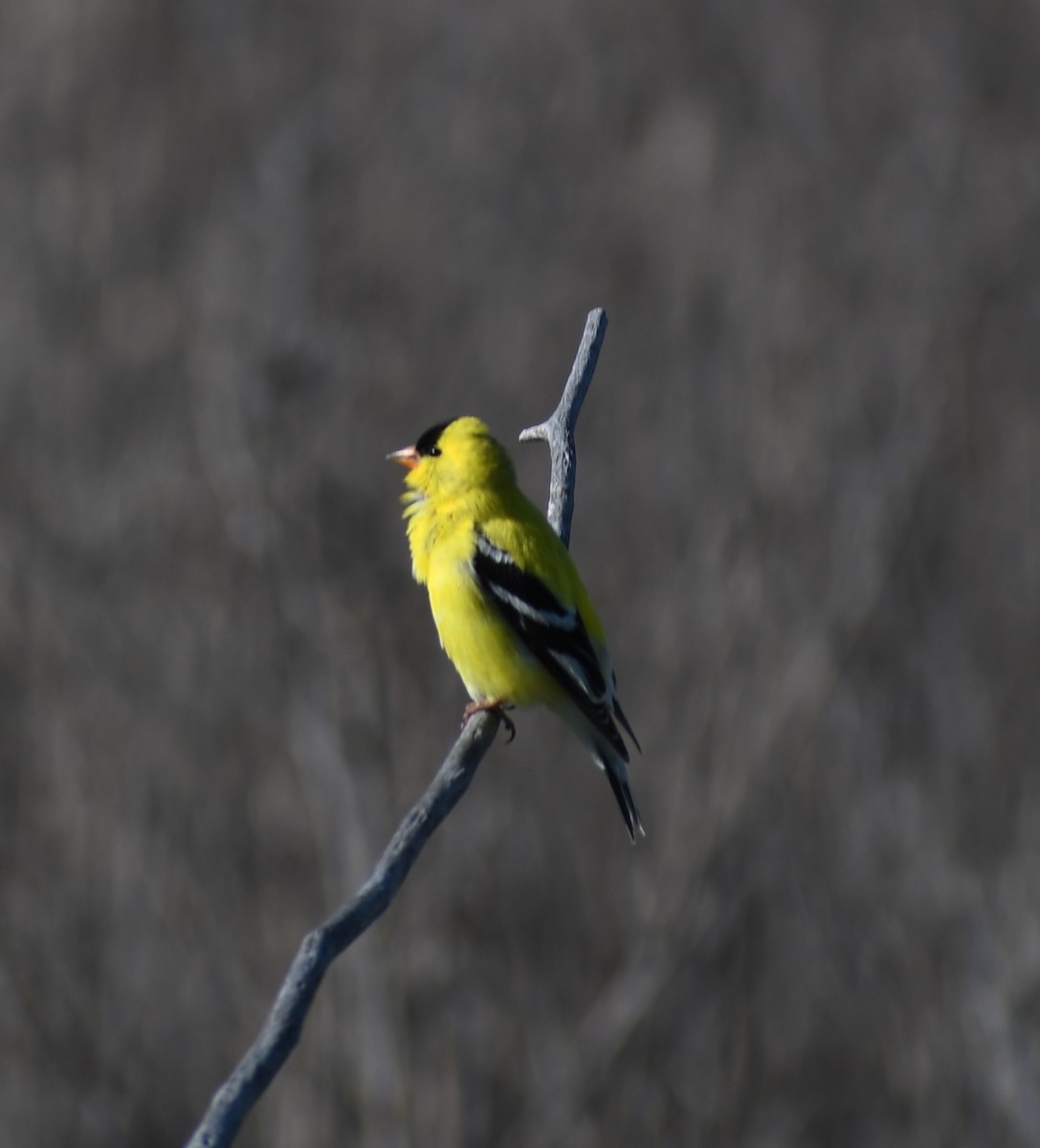 American Goldfinch - Gregory Byron