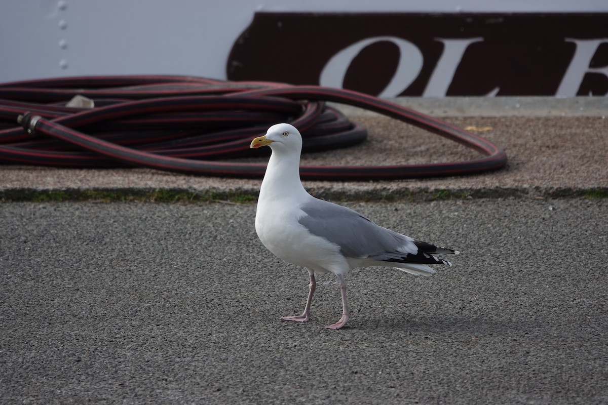 Herring Gull - ML619390509